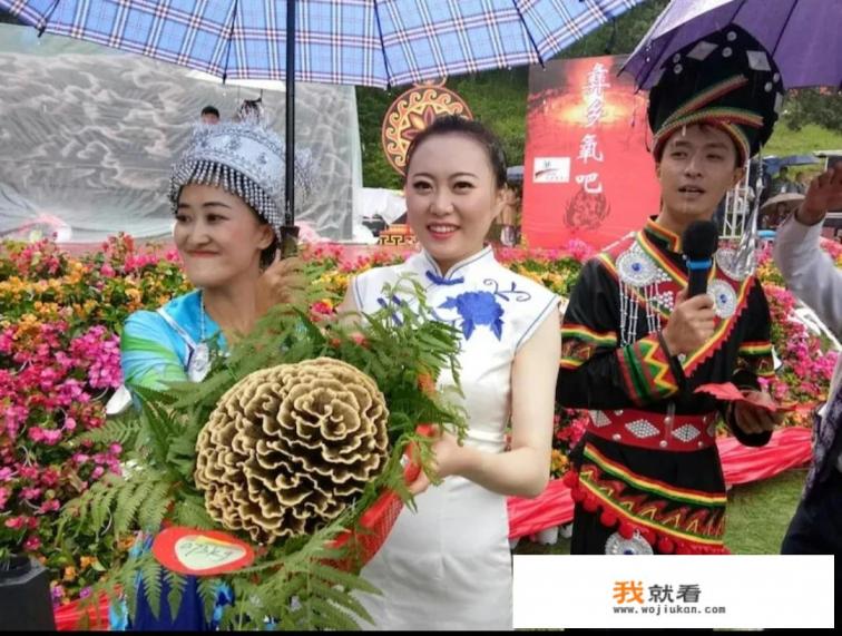 可食野生菌都有什么？