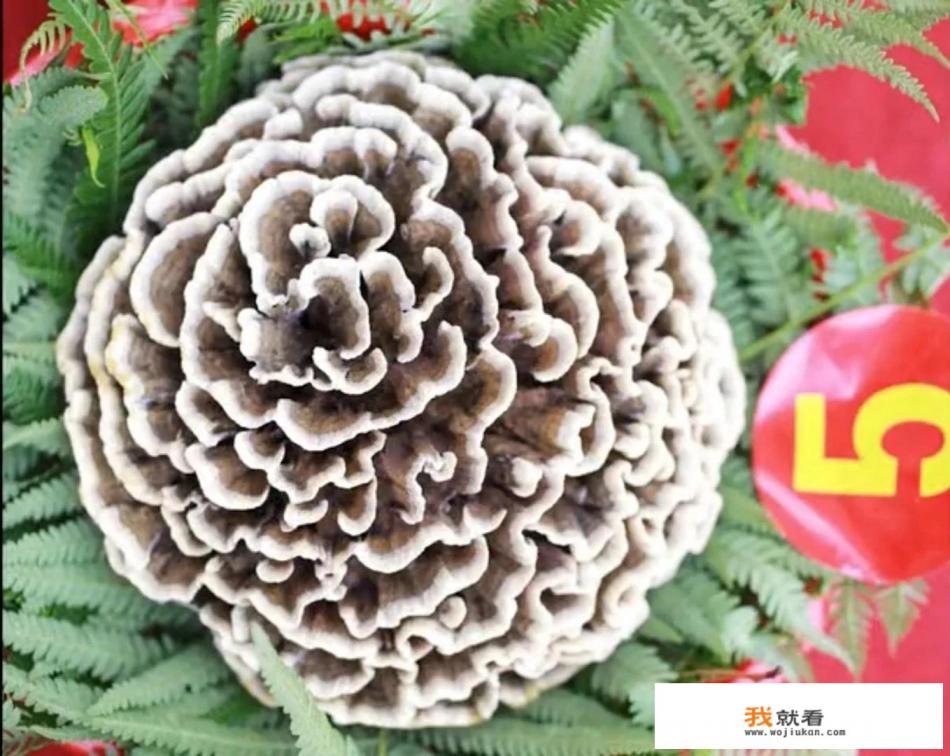可食野生菌都有什么？