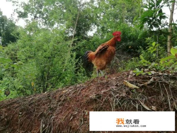 鸡肉有什么营养，经常吃对身体有什么好处？