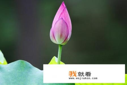 哪的荷花最好看？