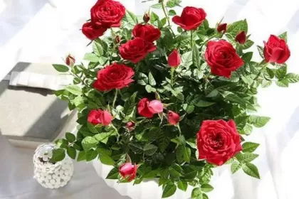 玫瑰花如何养殖？