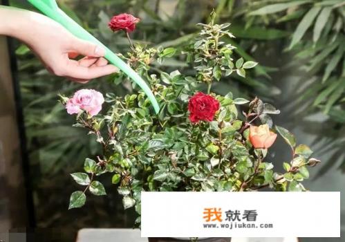 玫瑰花如何养殖？