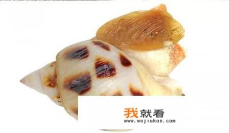 花螺和东风螺的区别？