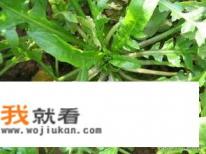荠菜饺子里的荠菜要不要用开水焯一下?影响口感吗？