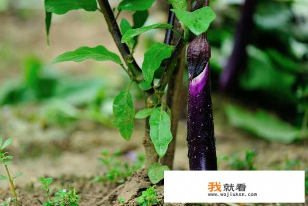 茄子豆腐饺子素馅的做法？