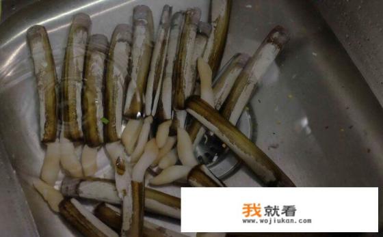 蛏子如何清除内脏? 蛏子如何清除内脏?