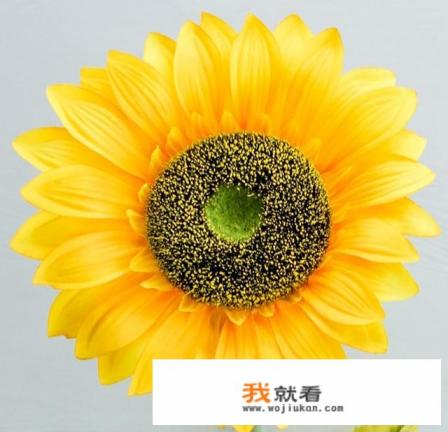 什么是冠状病毒？