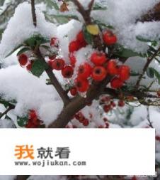 小雪节吃什么？