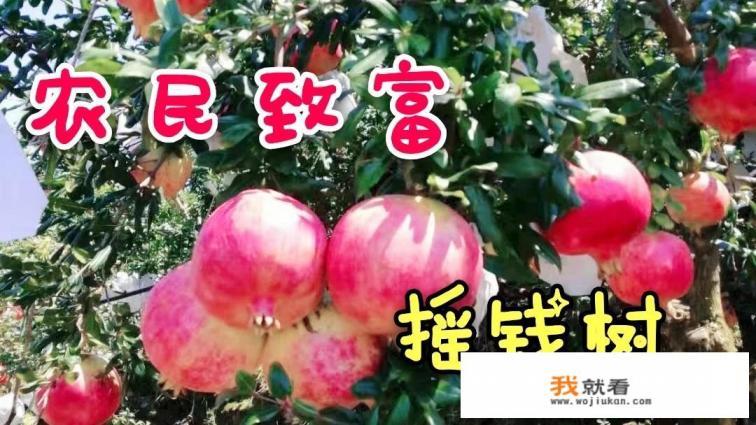 为什么剥石榴手上会留下黑印，洗不掉？