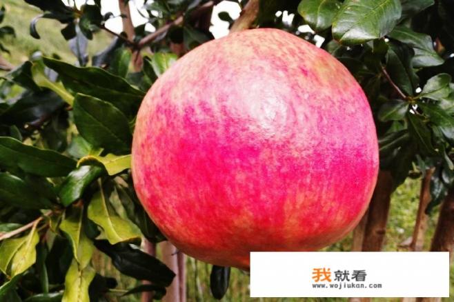 为什么剥石榴手上会留下黑印，洗不掉？