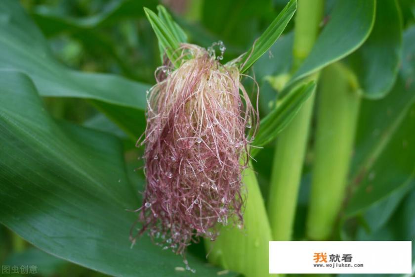 什么植物泡水喝可以降血压？