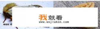 冬虫夏草是一种草吗蚂蚁庄园答案？