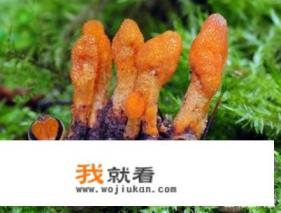 冬虫夏草是一种草吗蚂蚁庄园答案？