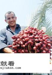 椰枣好吃吗？有哪些营养？