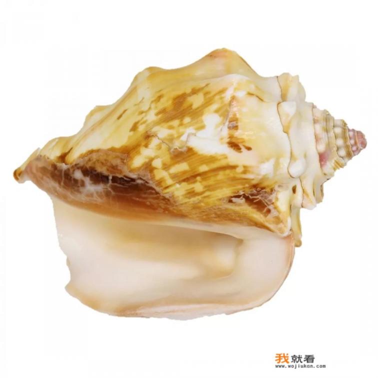 海螺珠有蓝色的吗？