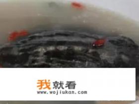 甲鱼汤的做法大全？