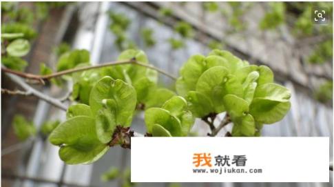 冻半年的榆钱馍还能吃吗？