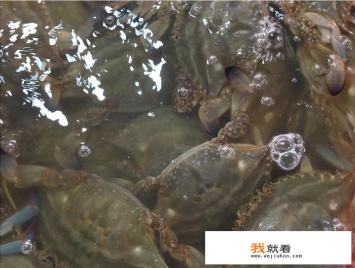 发财蟹蒸多久？