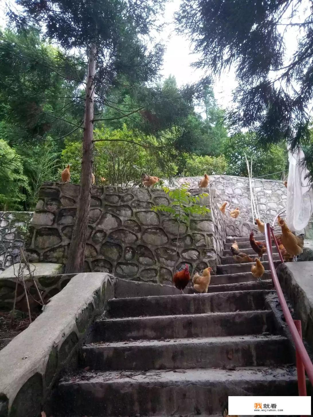 干虫草花炒鸡蛋做法？