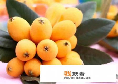 十大枇杷树品种排名？