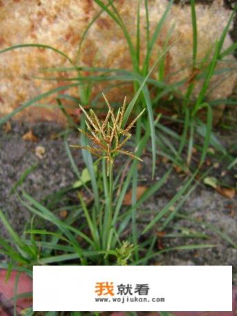 图片上的菜湖北潜江本地叫细米菜，求其学名？