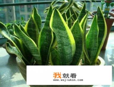 虎皮兰的扦插方法？
