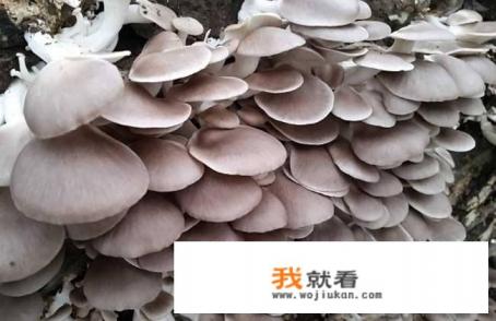 那些蘑菇能吃？