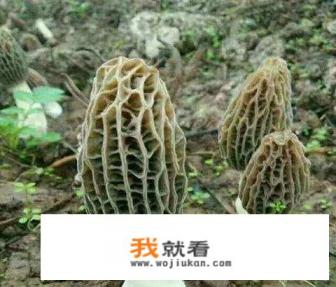 那些蘑菇能吃？