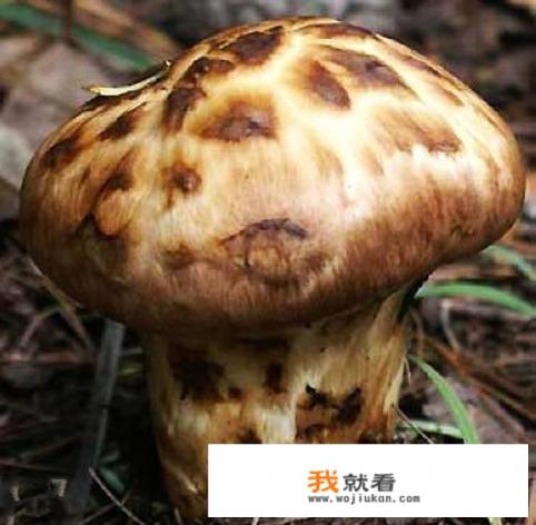 那些蘑菇能吃？