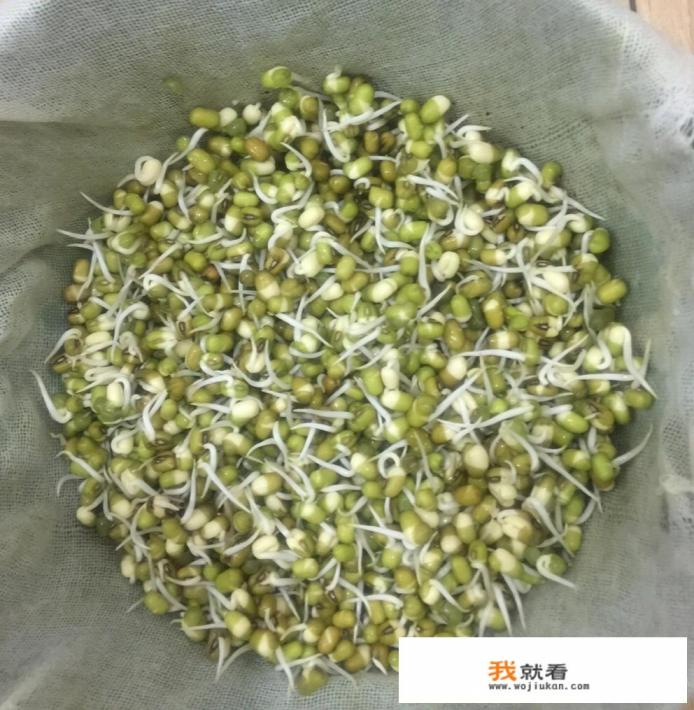 豆芽自制方法？