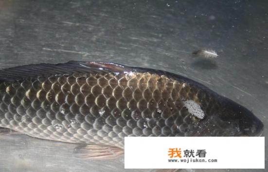 鲫鱼豆腐汤不放料酒行吗？