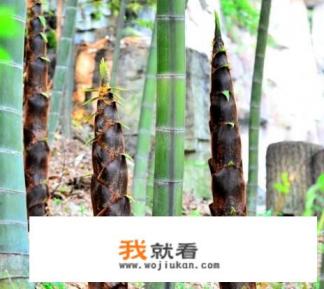 竹笋有哪些毒性和禁忌？