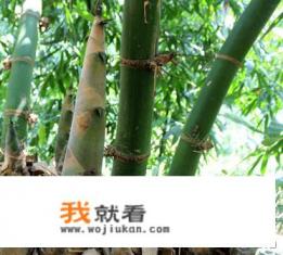 竹笋有哪些毒性和禁忌？