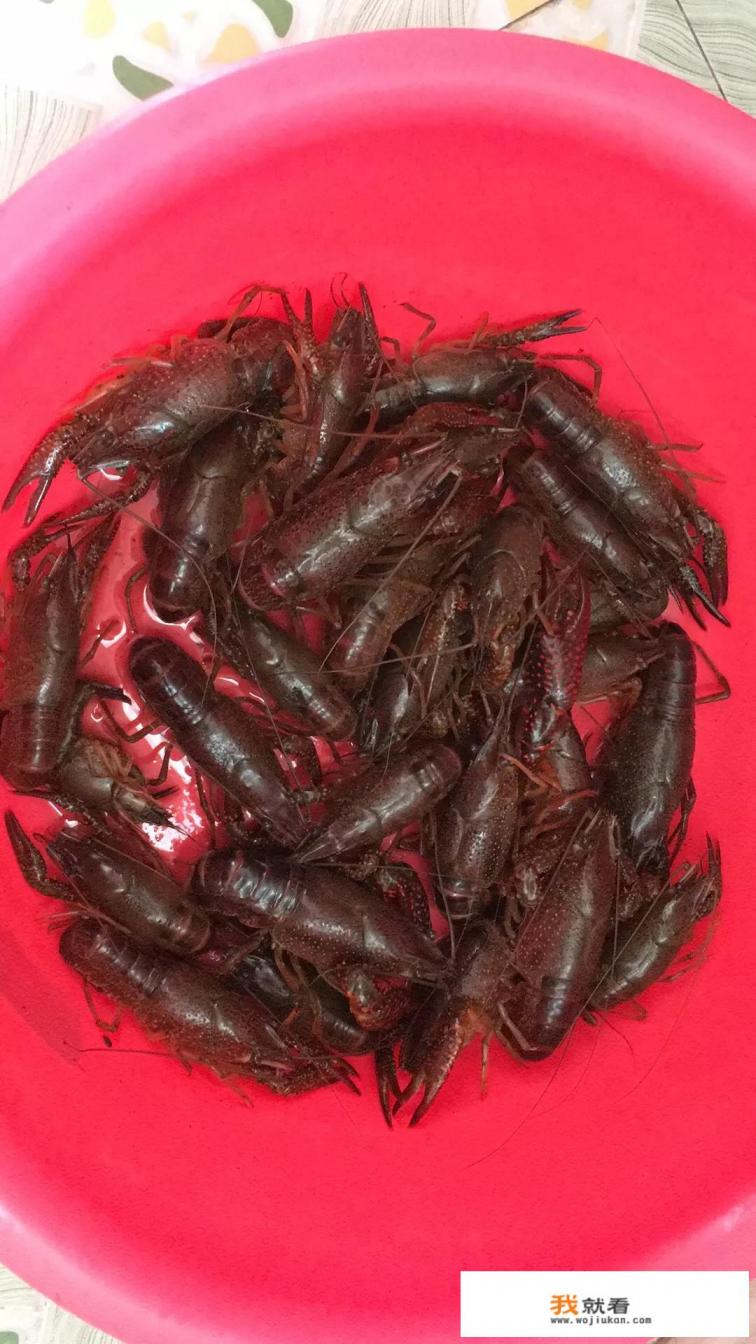 养的小龙虾里面有虫怎么回事？