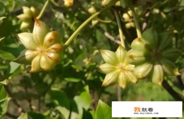 倍他乐克的功效与作用有哪些？