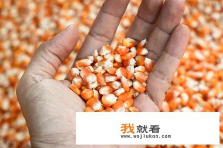 23年6月份玉米价格能上涨吗？