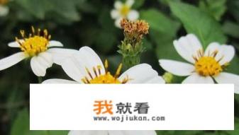 鬼针草图片及花语？