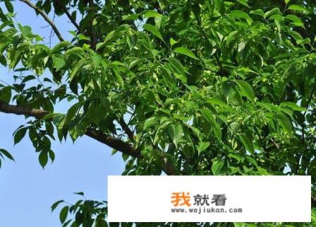杜仲树有什么用途？