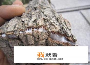 杜仲树有什么用途？