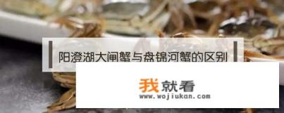 阳澄湖大闸蟹与河蟹有什么区别呢？