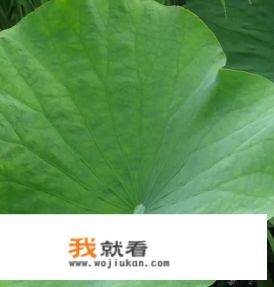 荷叶排骨的荷叶要焯水吗？
