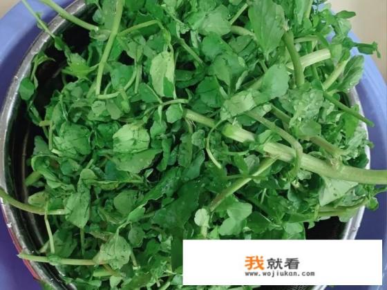 西洋菜猪骨汤放什么配料？