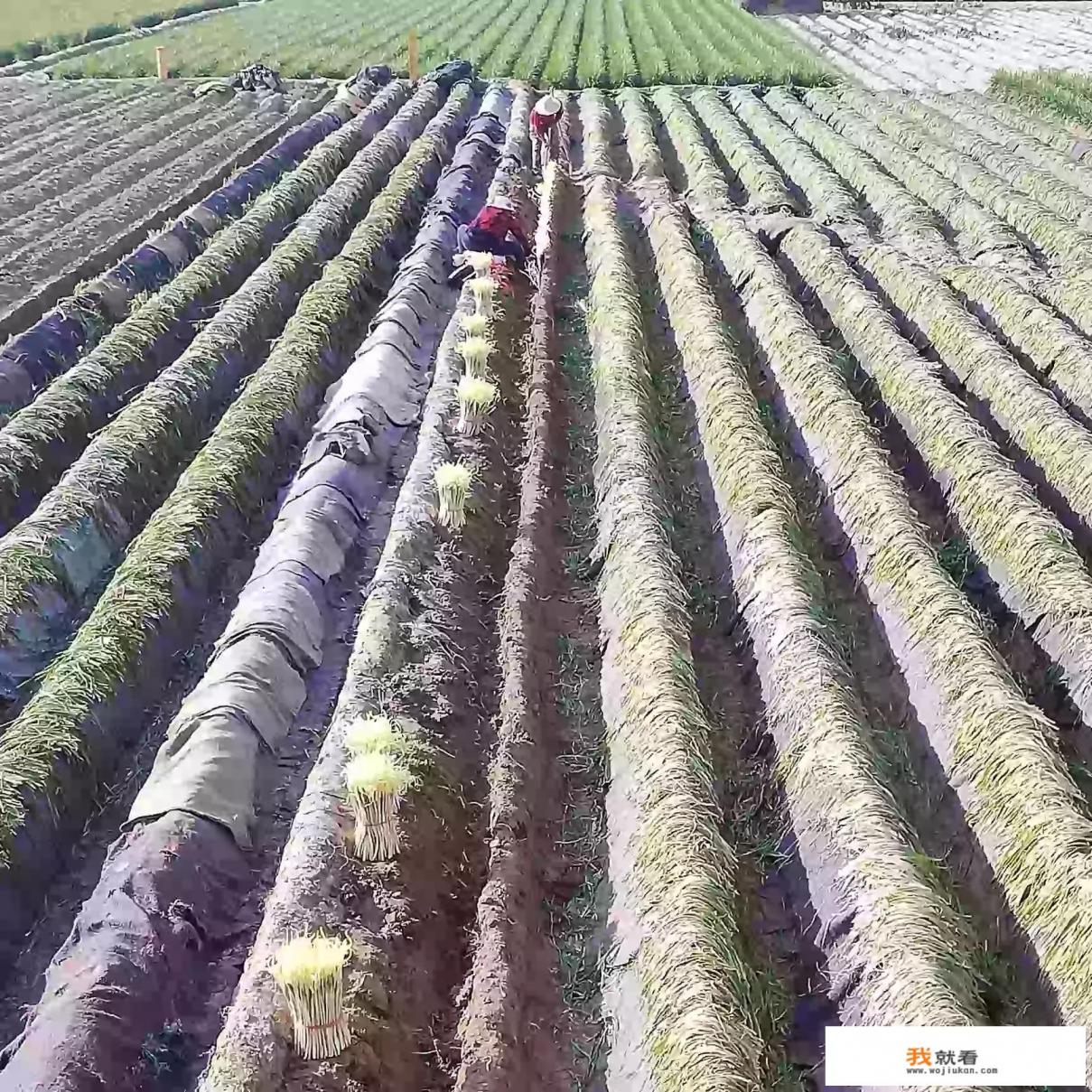 韭黄怎么做才最好吃？它有壮阳的作用吗？