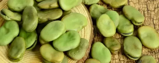 蚕豆种子怎么种？