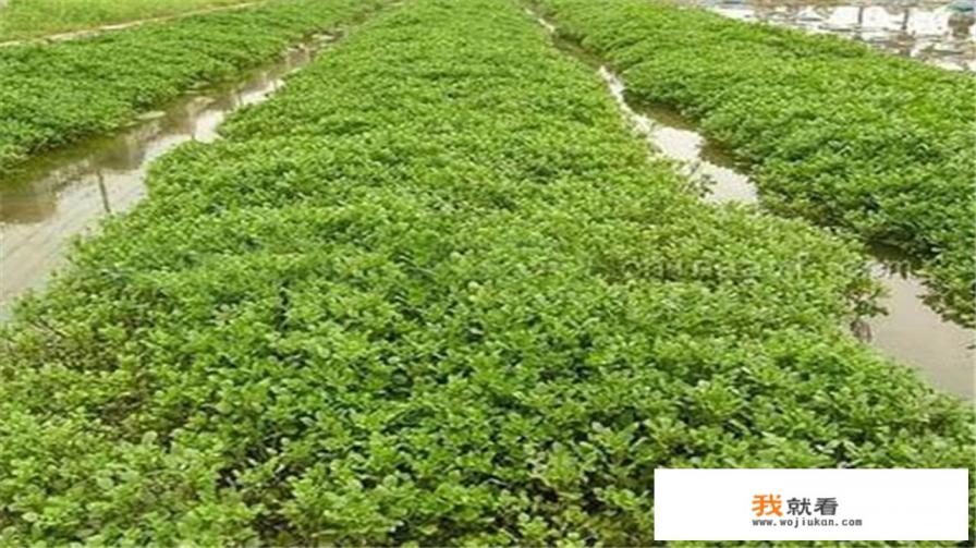 西洋菜种植方法？