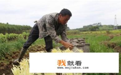 韭黄简单种植方法？
