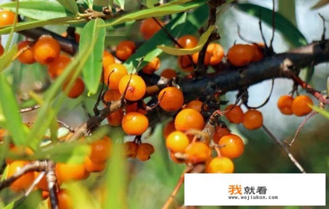 沙棘饮料适合什么人喝？