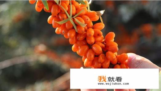 沙棘饮料适合什么人喝？