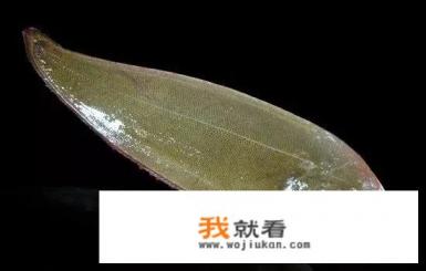 巴沙鱼和龙利鱼哪个更好吃？