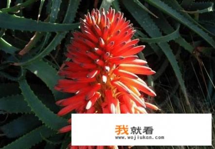芦荟开花了是怎么回事？